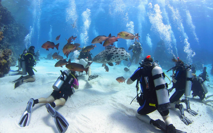 Divers exploring coral reef with fish and a large spotted fish during a PADI course, Great Barrier Reef.