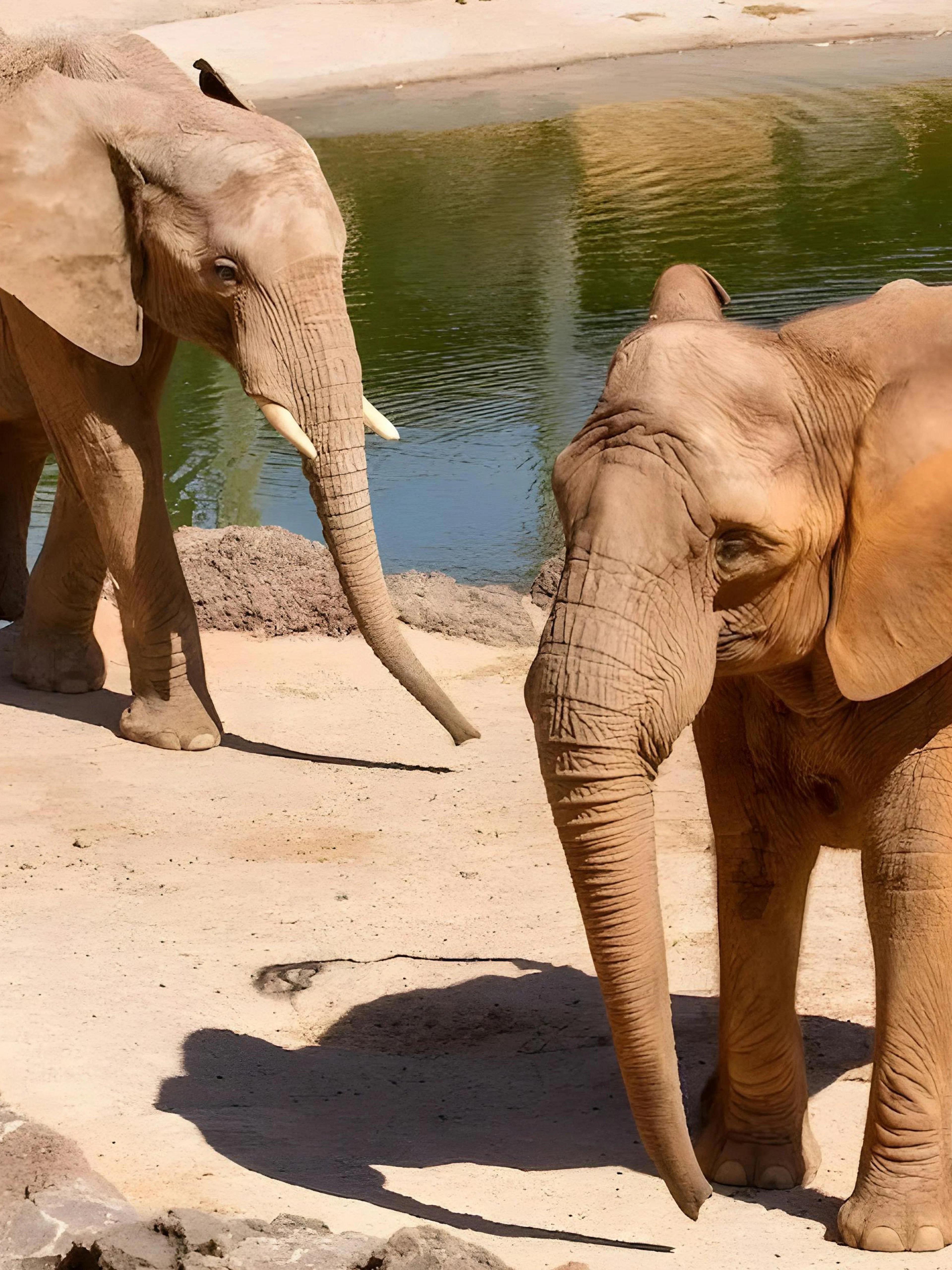 Elephants near a waterhole at Oasis Wildlife, Fuerteventura.