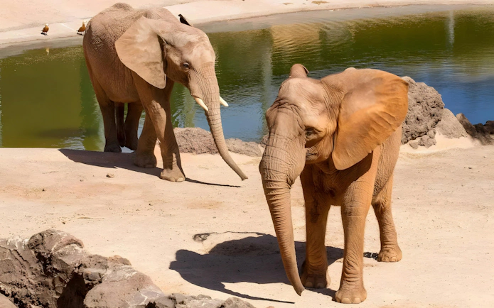 Elephants near a waterhole at Oasis Wildlife, Fuerteventura.