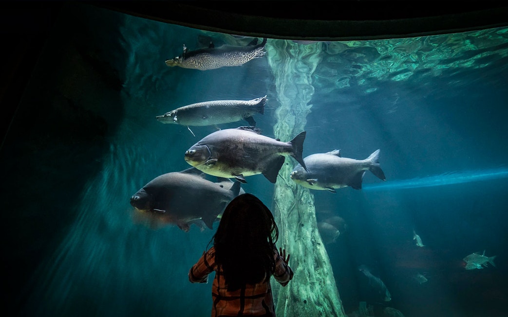 Child watching fish in large aquarium tank at Aquaria KLCC.