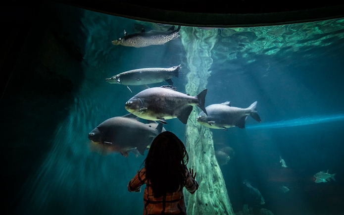 Child watching fish in large aquarium tank at Aquaria KLCC.