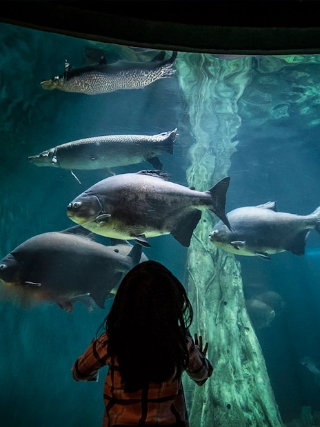 Child watching fish in large aquarium tank at Aquaria KLCC.
