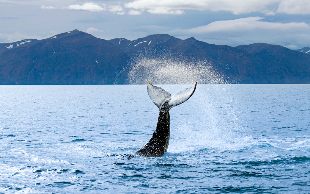 Whale tail splashing in ocean near Reykjavik with mountains in background.