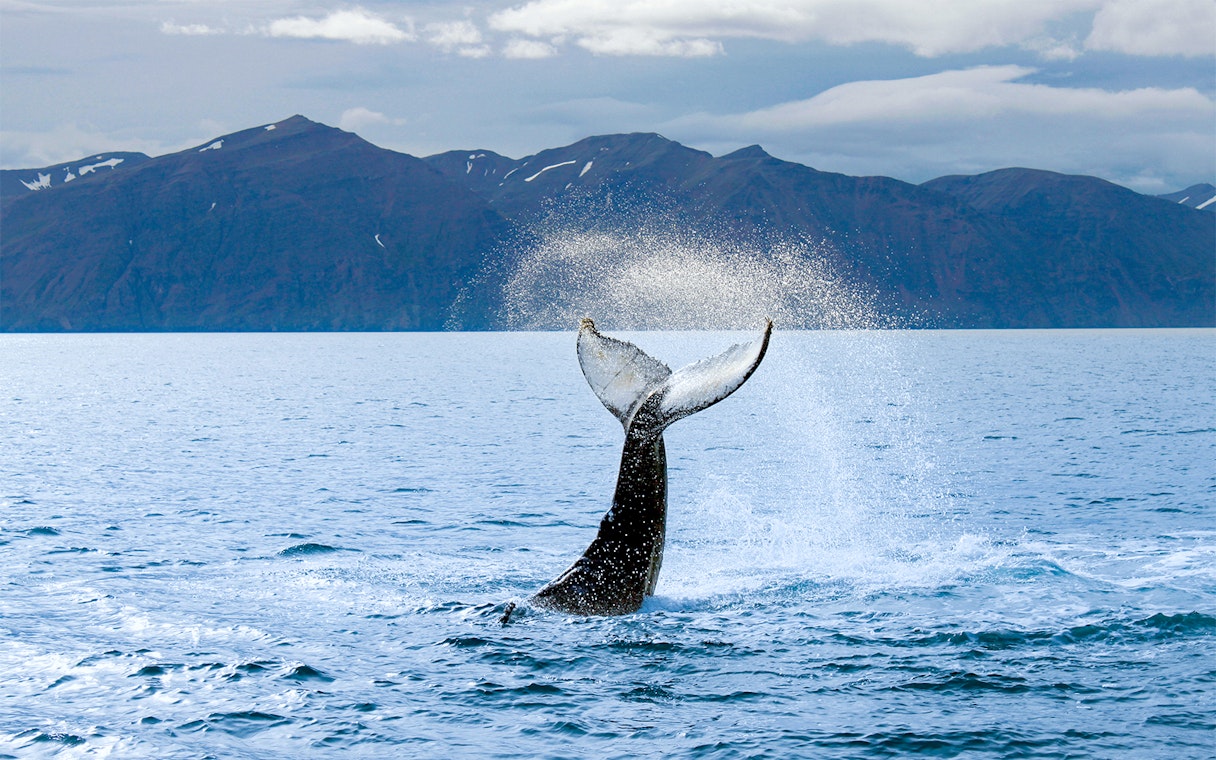 Whale tail splashing in ocean near Reykjavik with mountains in background.