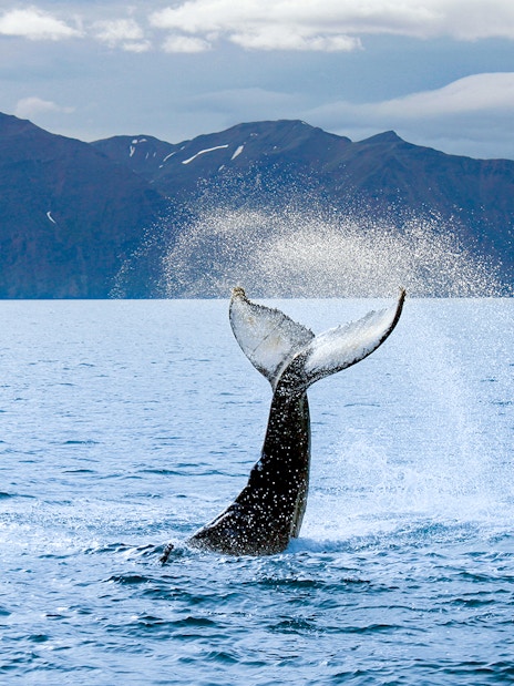 Whale tail splashing in ocean near Reykjavik with mountains in background.