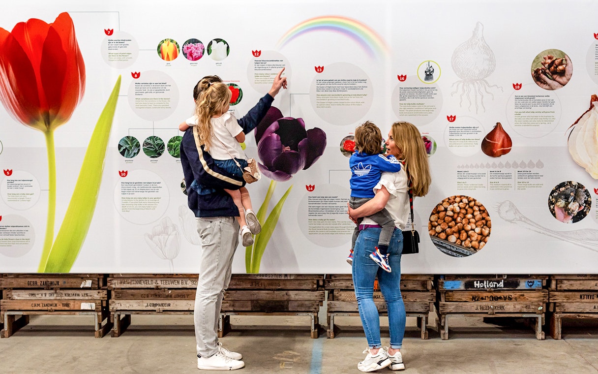 Family exploring tulip history at interactive museum exhibit.