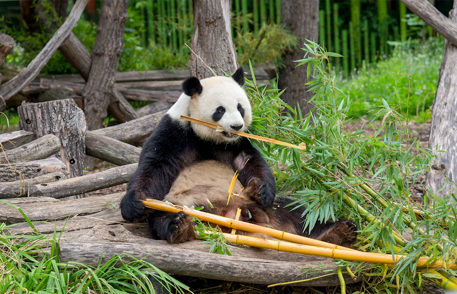 Panda eating bamboo at Berlin Zoological Garden.