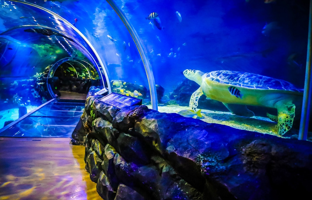 Sea turtle swimming in the underwater tunnel at SEA LIFE Birmingham aquarium.