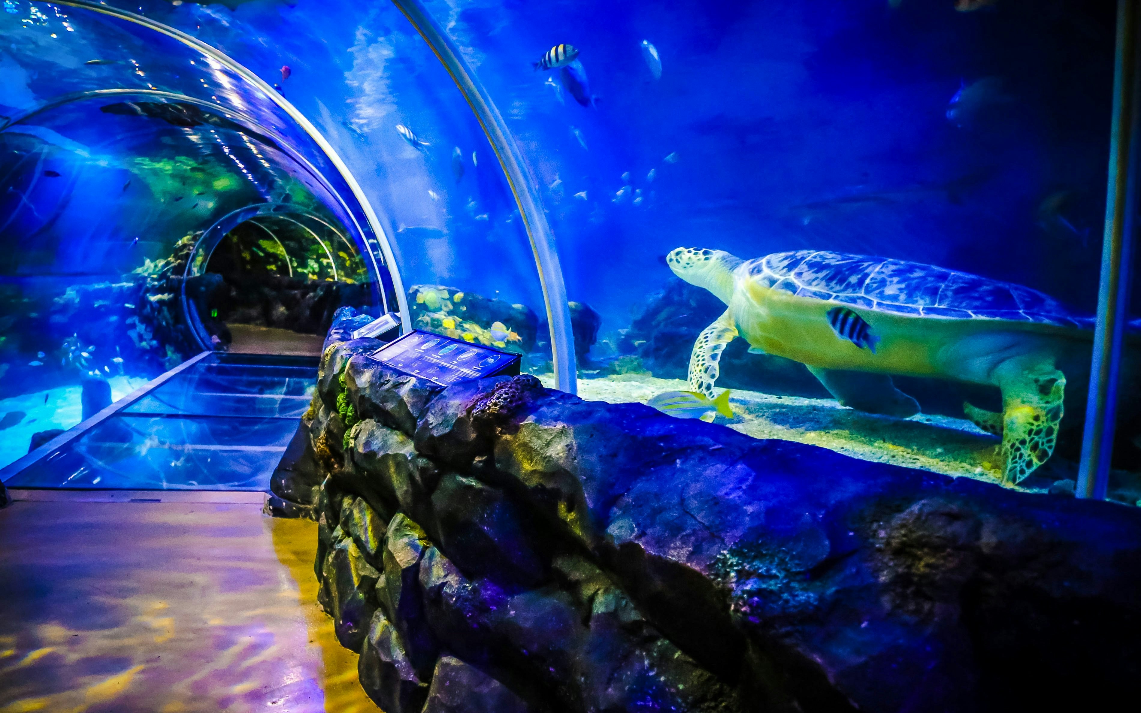 Sea turtle swimming in the underwater tunnel at SEA LIFE Birmingham aquarium.