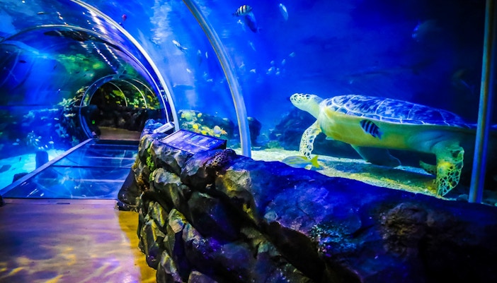 Sea turtle swimming in the underwater tunnel at SEA LIFE Birmingham aquarium.
