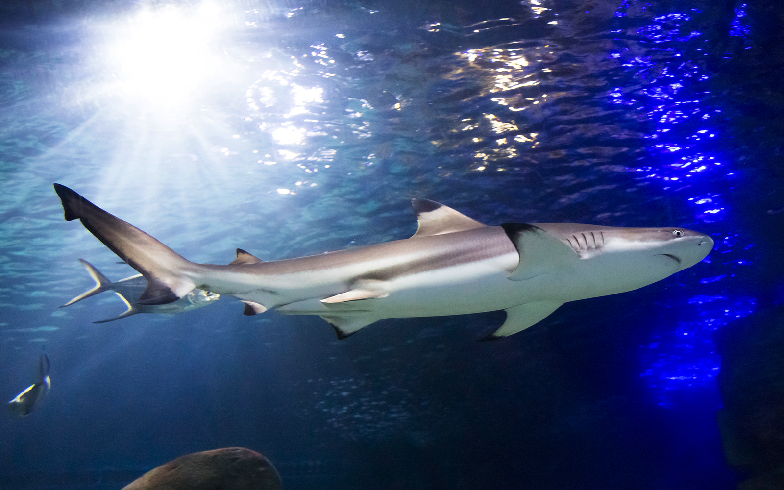 Feed the sharks at SEA LIFE Timmendorfer Strand