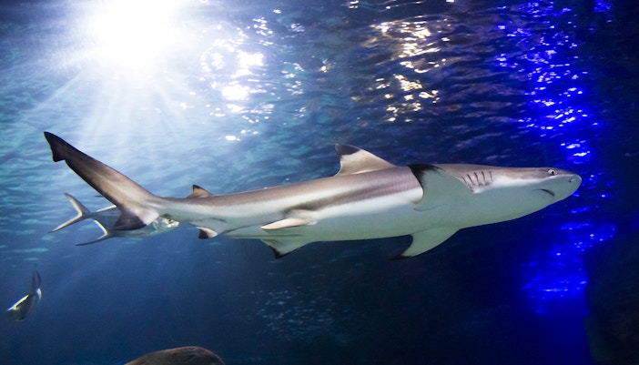 Feed the sharks at SEA LIFE Timmendorfer Strand