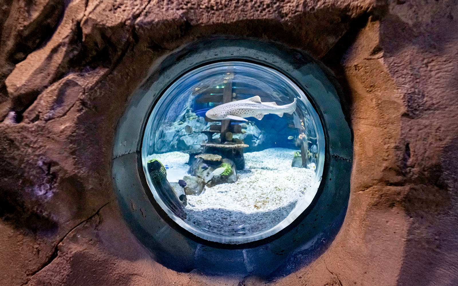Shark feeding station at Sea Life Konstanz with visitors observing.