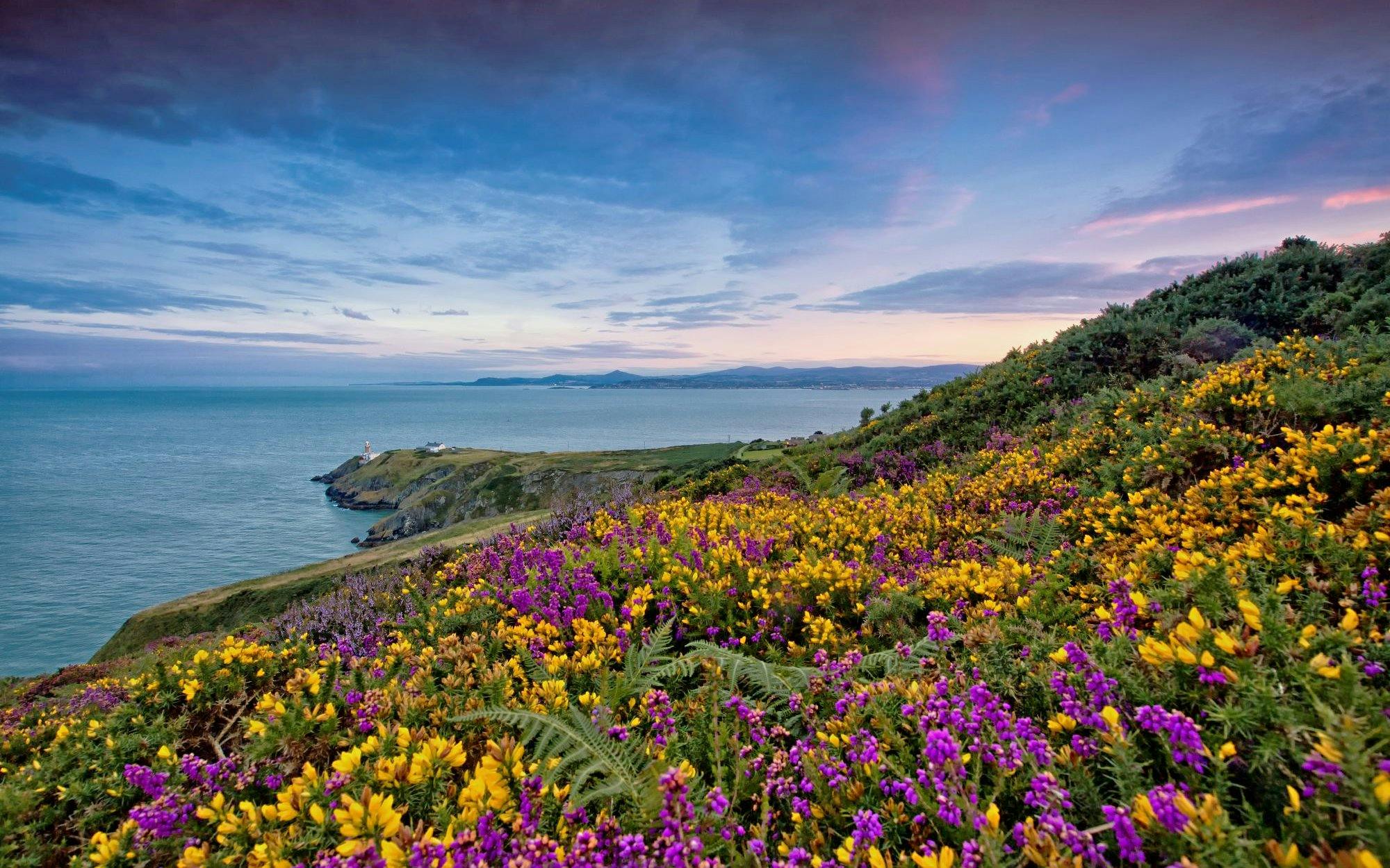 Coastal view of Howth Village with wildflowers and sea, near Dublin.