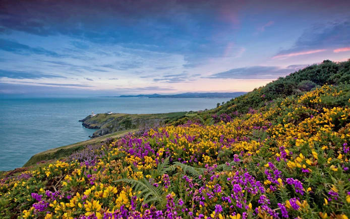 Coastal view of Howth Village with wildflowers and sea, near Dublin.