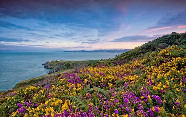 Coastal view of Howth Village with wildflowers and sea, near Dublin.