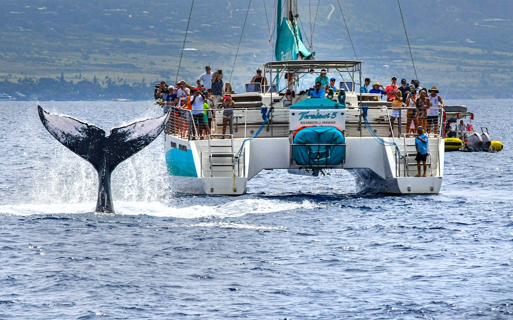Whale tail near catamaran during Luxury West Snorkel Sail Tour in Maui, Hawaii.