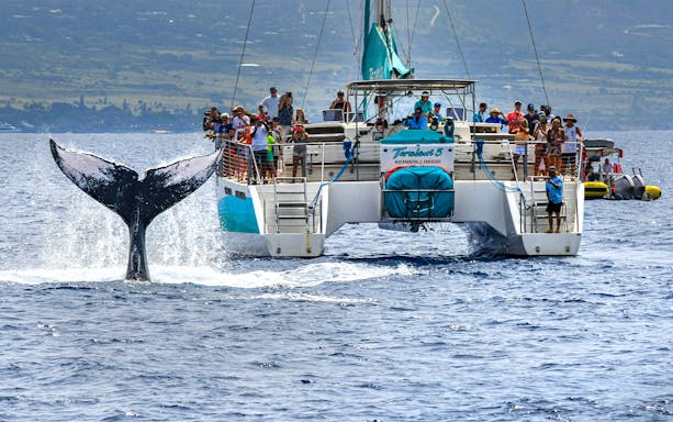Whale tail near catamaran during Luxury West Snorkel Sail Tour in Maui, Hawaii.