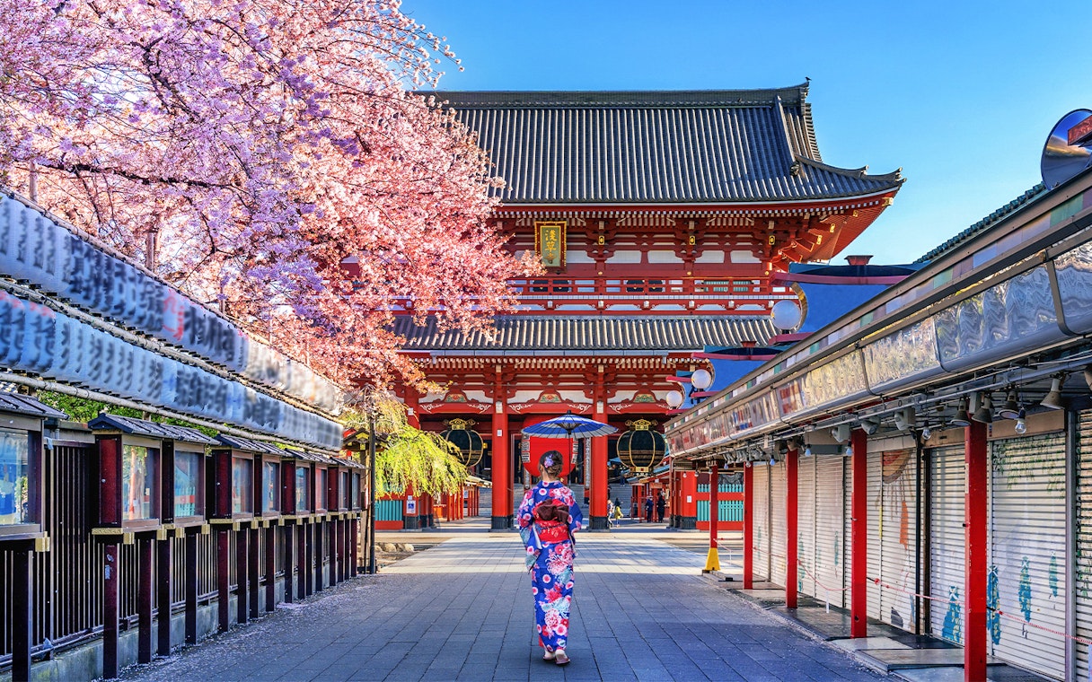 Person in kimono walking towards Senso-ji Temple, Tokyo, with cherry blossoms in bloom.