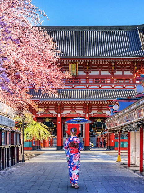 Person in kimono walking towards Senso-ji Temple, Tokyo, with cherry blossoms in bloom.