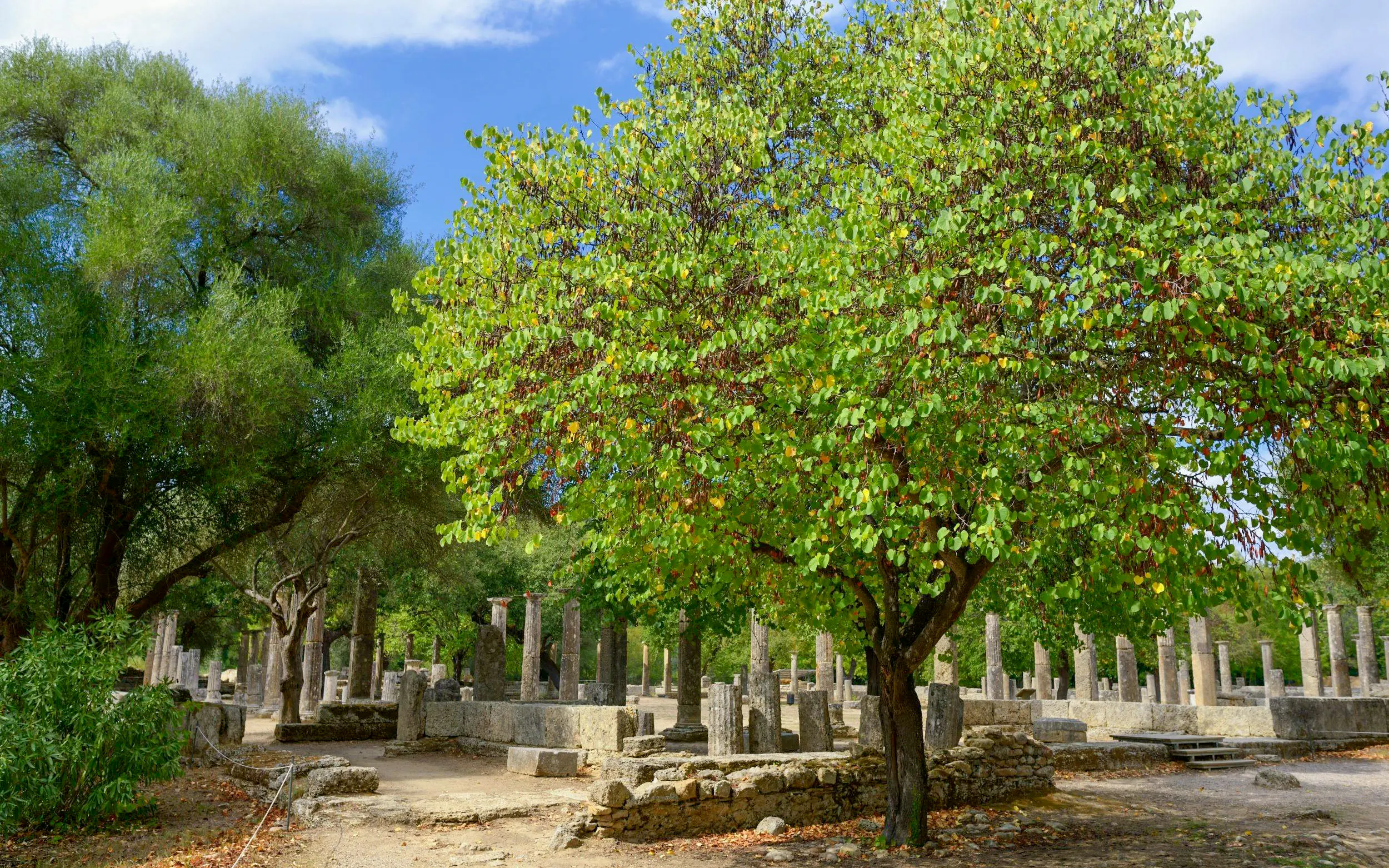 Ancient Olympia ruins with trees and stone columns in Greece.