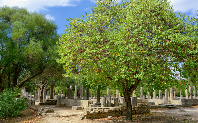 Ancient Olympia ruins with trees and stone columns in Greece.
