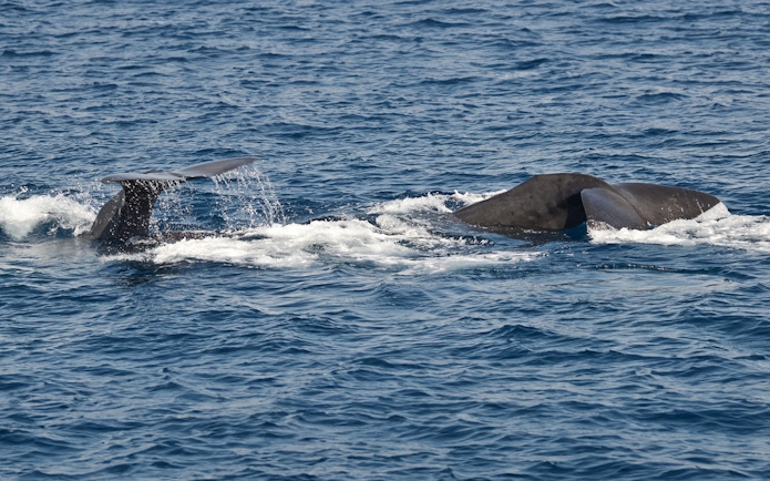 Whale tails emerging from the sea during a whalewatching tour near Genoa.