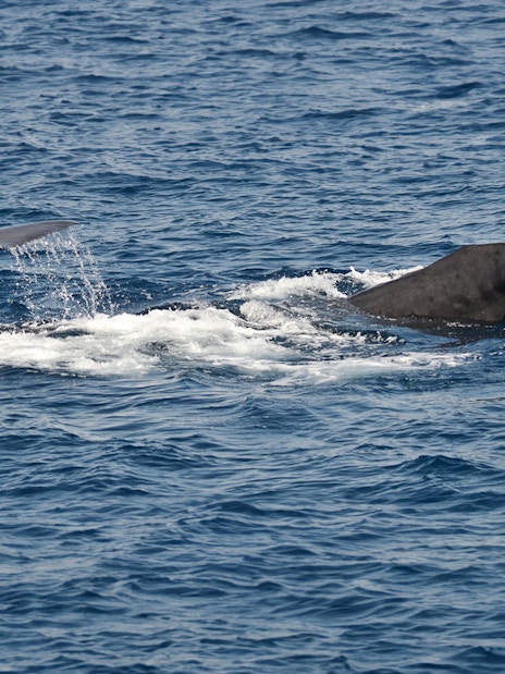 Whale tails emerging from the sea during a whalewatching tour near Genoa.
