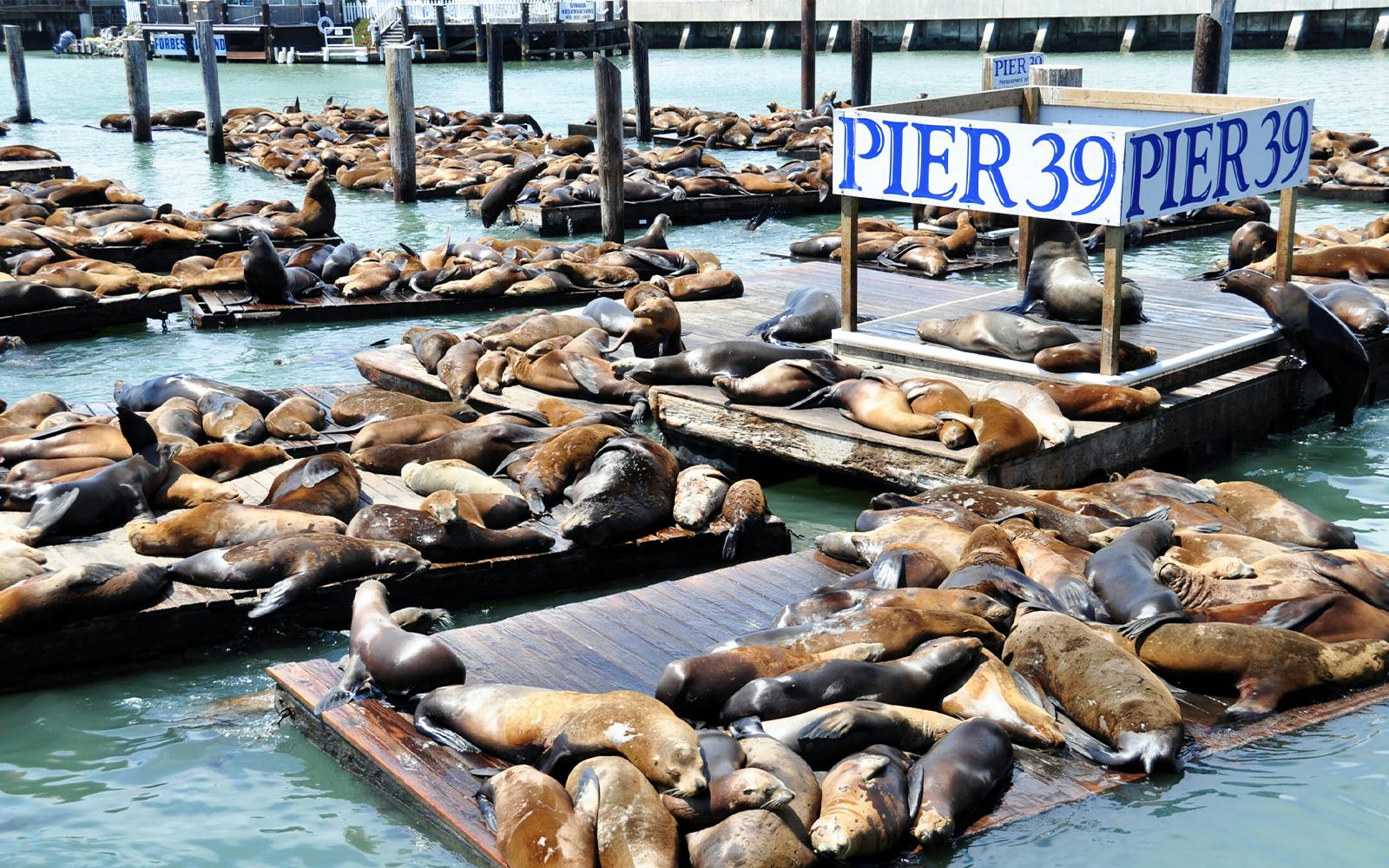 Sea lions resting on docks at Pier 39, San Francisco, part of the Alcatraz and Fisherman’s Wharf tour.