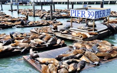 Sea lions resting on docks at Pier 39, San Francisco, part of the Alcatraz and Fisherman’s Wharf tour.