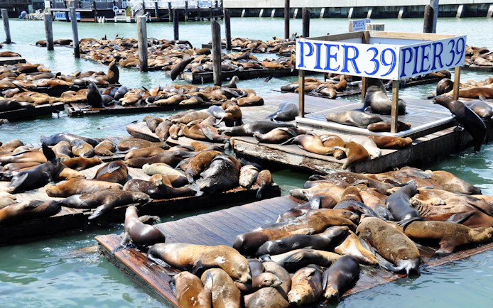 Sea lions resting on docks at Pier 39, San Francisco, part of the Alcatraz and Fisherman’s Wharf tour.