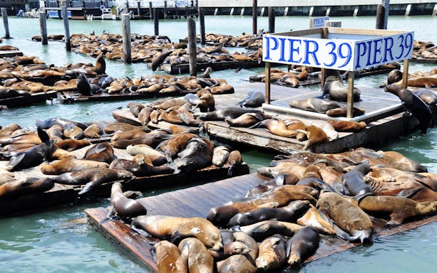 Sea lions resting on docks at Pier 39, San Francisco, part of the Alcatraz and Fisherman’s Wharf tour.