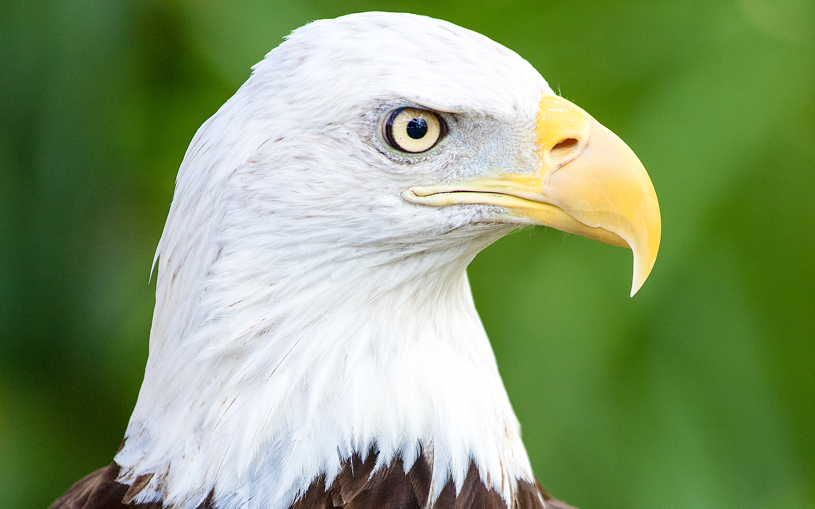 Bald eagle close-up at Zoo Miami.