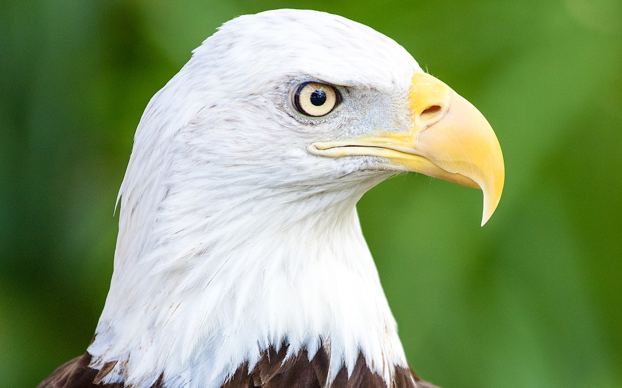 Bald eagle close-up at Zoo Miami.