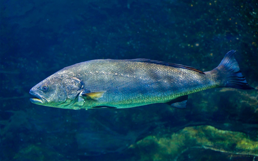 Giant Jewfish swimming underwater in a natural habitat.