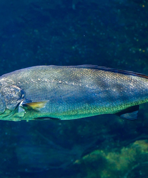 Giant Jewfish swimming underwater in a natural habitat.