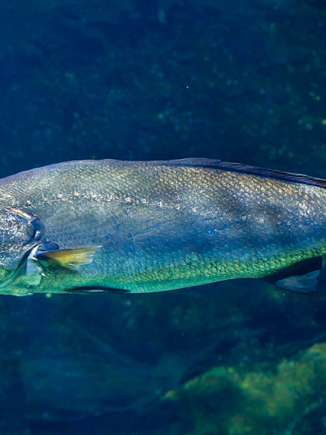 Giant Jewfish swimming underwater in a natural habitat.