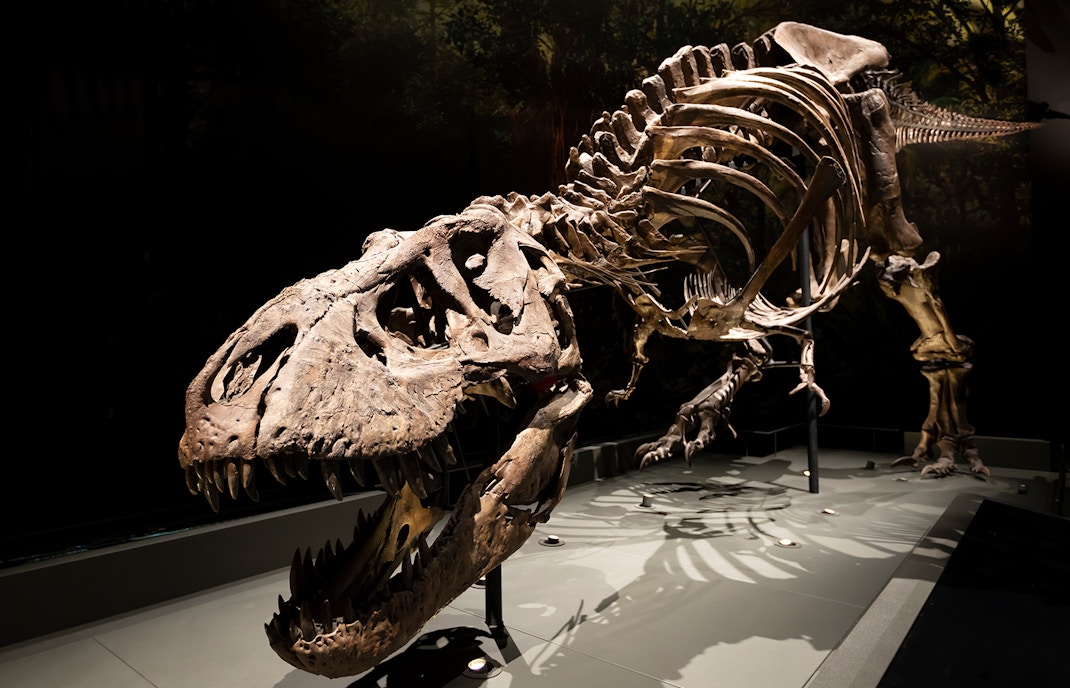 Tyrannosaurus rex animatronic at Dinopolis theme park exhibit.
