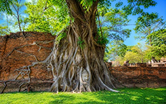 bangkok: ayutthaya temples, thai traditions & local life-6