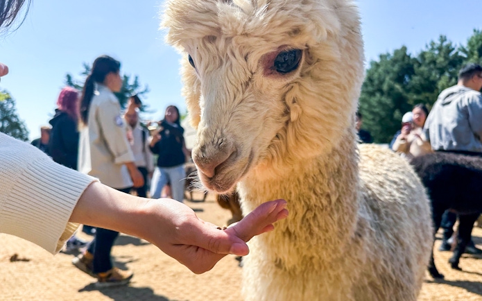 Alpaca being fed by a visitor at Alpaca World with people in the background.