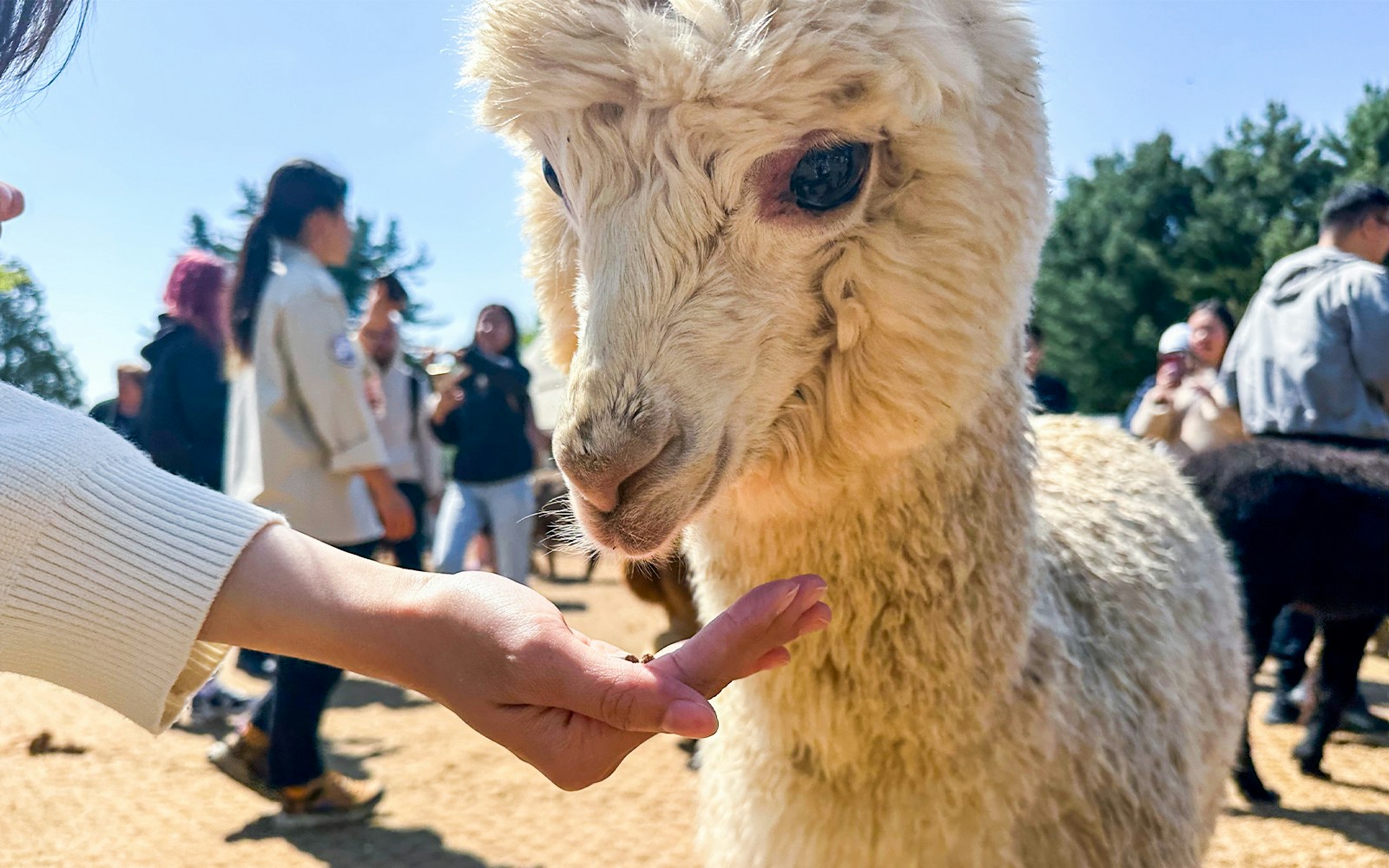 Alpaca World