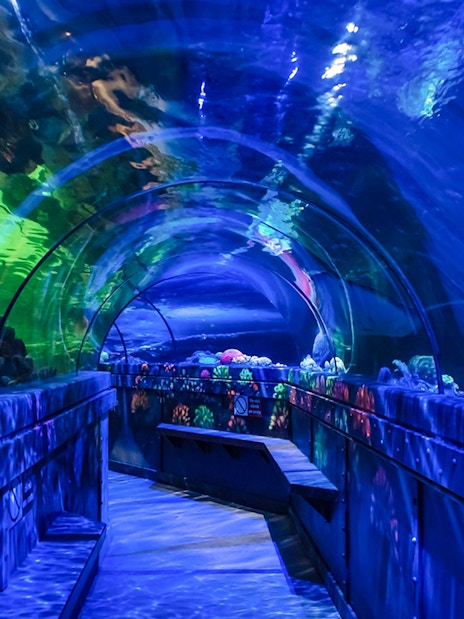 Underwater tunnel walkway at SEA LIFE Brighton with colorful marine life.