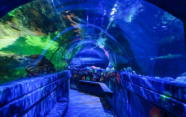 Underwater tunnel walkway at SEA LIFE Brighton with colorful marine life.
