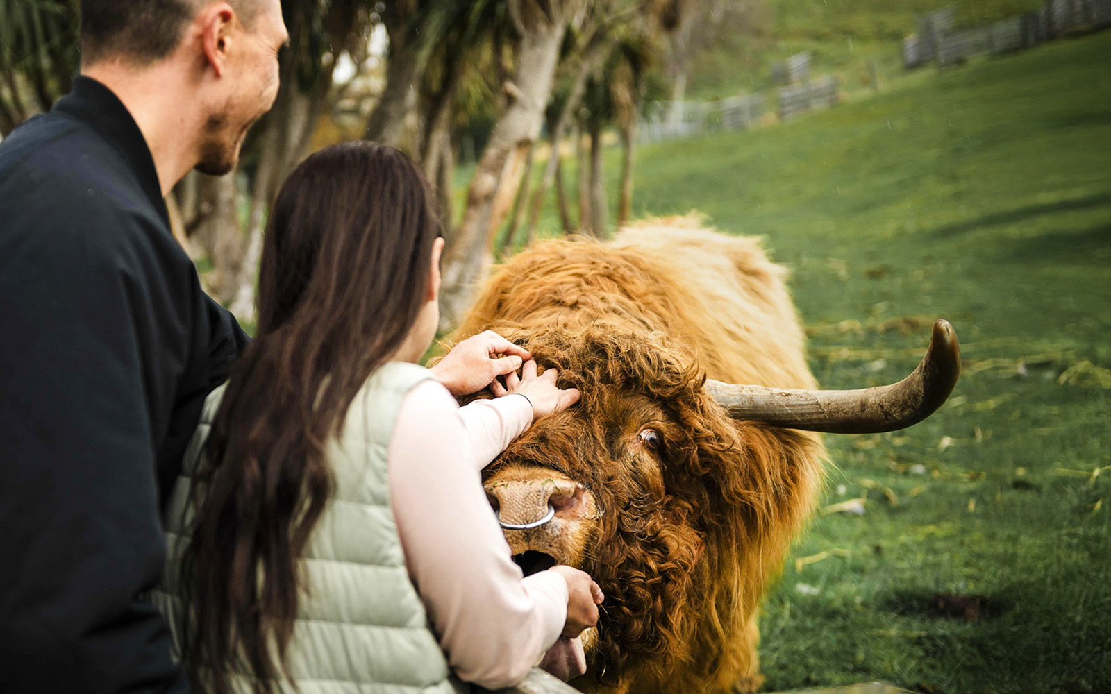 Tourists petting a Highland cow at Walter Peak High Country Farm.