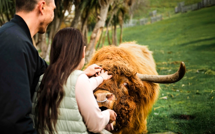 Tourists petting a Highland cow at Walter Peak High Country Farm.