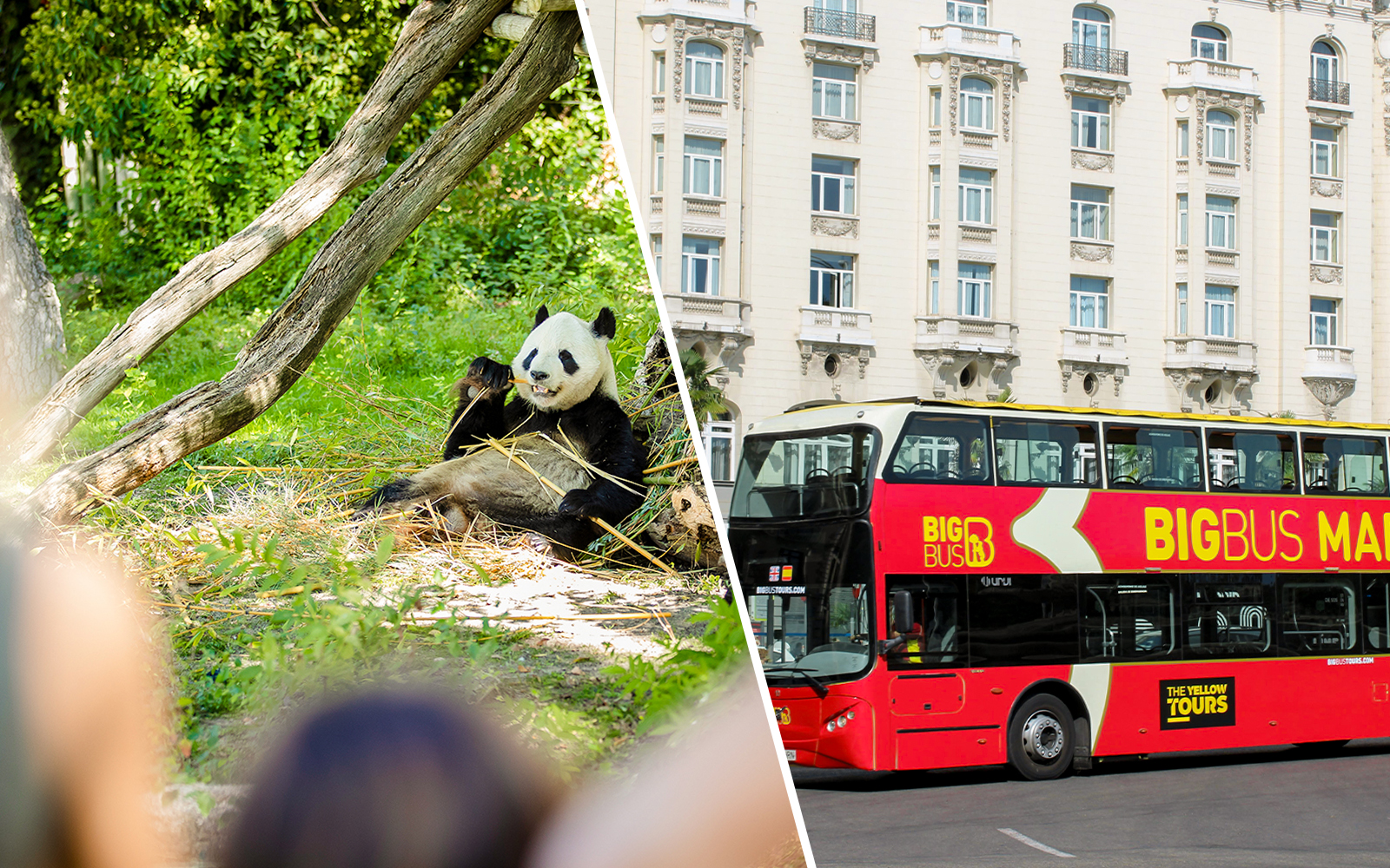 Madrid Zoo entrance with Big Bus tour in the background, combo offer available.