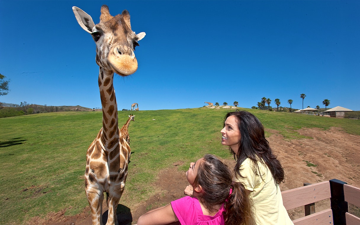 Giraffe close-up with visitors at San Diego Zoo Safari Park.