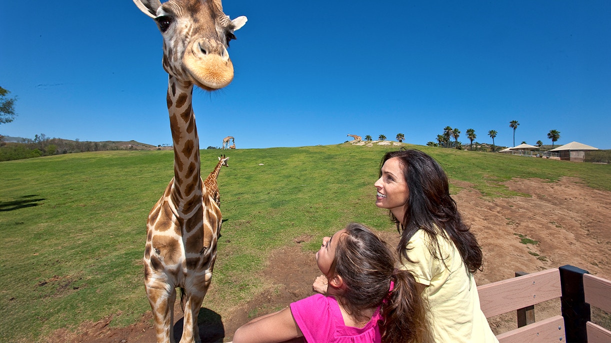 Giraffes and zebras grazing in open field at San Diego Zoo Safari Park.
