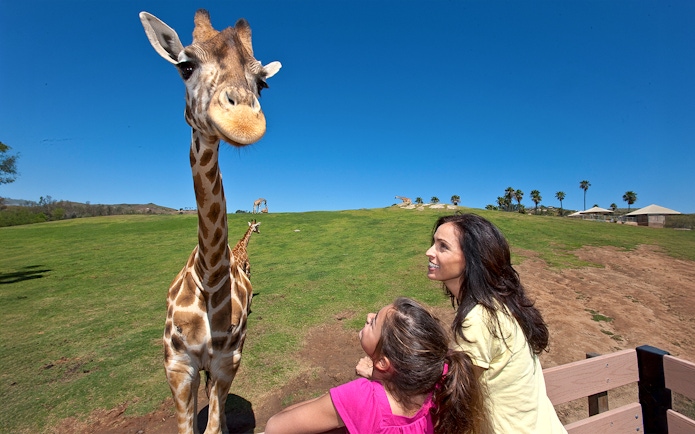 Giraffe close-up with visitors at San Diego Zoo Safari Park.