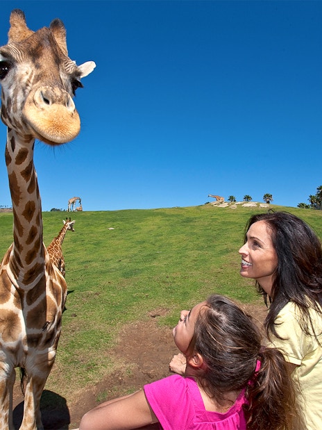 Giraffe close-up with visitors at San Diego Zoo Safari Park.